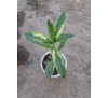 Енотера чотирикутна варієгатна (Oenothera tetragona Variegata )